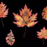 5leaves-lg