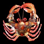 crab1-lg