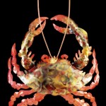 crab2-lg
