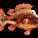 fish1-lg