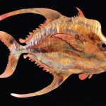 fish3-lg