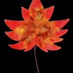 leaf3-lg