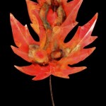 leaf4-lg